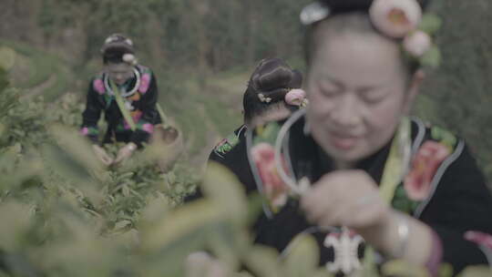 苗族姑妈高山茶山茶园采茶