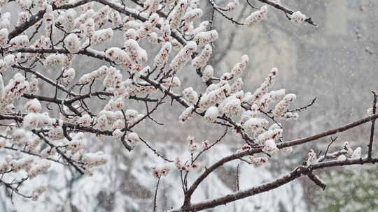 【合集】雪中桃林