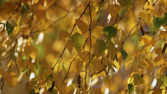 秋天摇曳的枯黄树叶