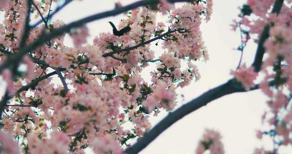 春天盛开的粉色海棠花蝴蝶飞舞