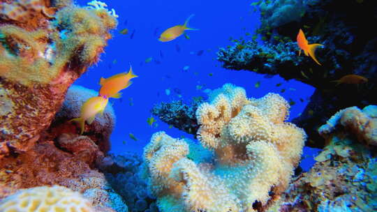 海洋世界珊瑚