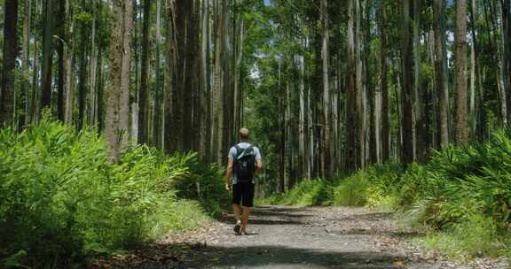 男人沿着小路走进树林