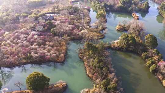 杭州西溪湿地曲水寻梅 春天江南梅花航拍