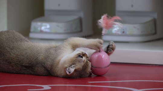 宠物猫 撸猫馆 宠物 宠物经济 