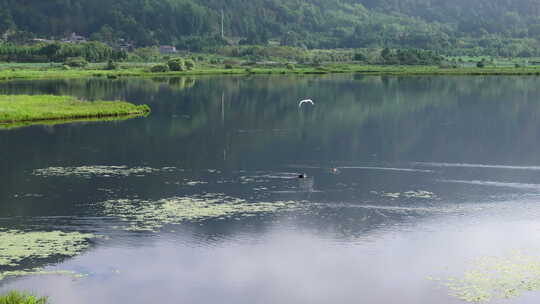 航拍从湖面飞过的白鹭