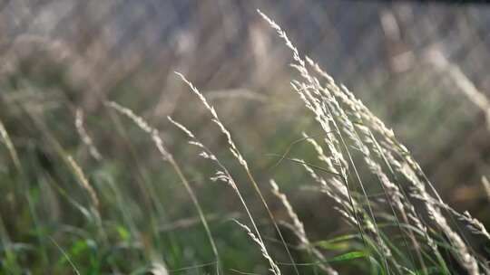 野外小草随风摇曳 空镜 大自然视频素材模板下载