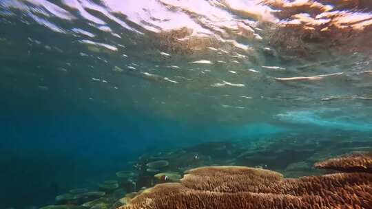 海底珊瑚与海水景观