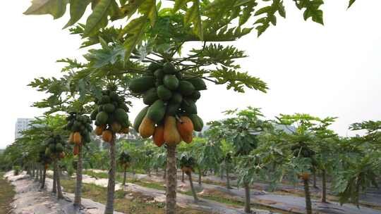木瓜种植 成熟的木瓜 有机种植