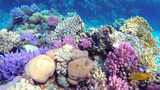 【合集】 珊瑚礁 风景 海洋高清在线视频素材下载