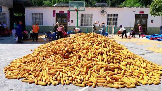 合集收玉米粮食丰收