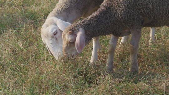 两只绵羊在吃草