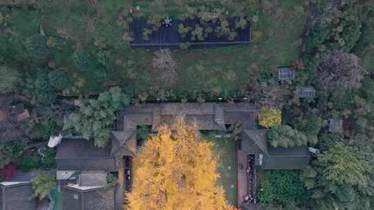 航拍古寺千年银杏秋景西安古观音禅寺