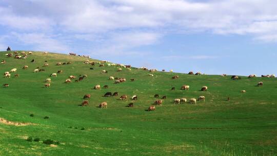 新疆伊犁大草原上的羊群