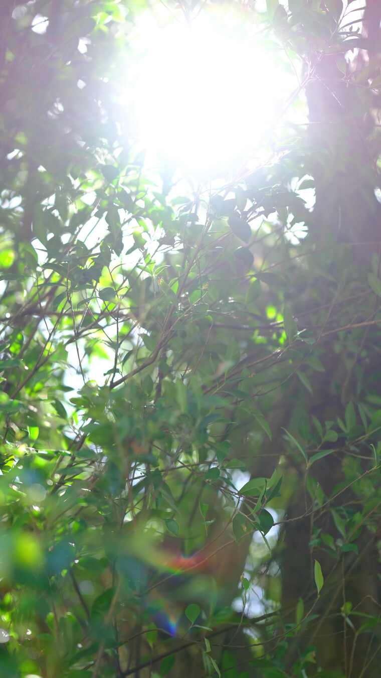 午后的阳光照射到植物的唯美画面