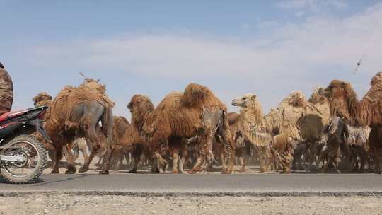 阿勒泰福海骆驼