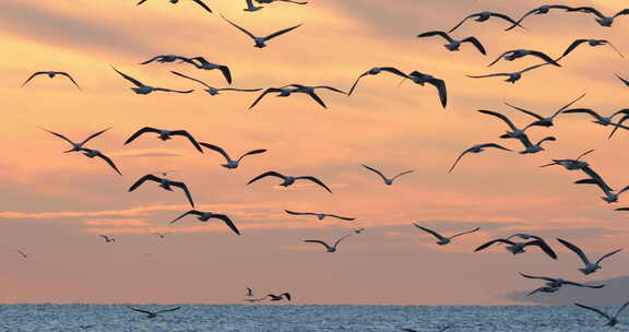 日落时分的一群海鸟，地中海，法国