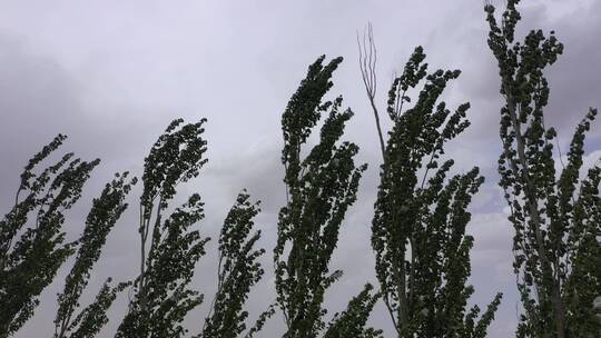 仰拍风中新疆白杨树