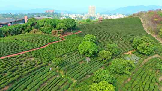 航拍清晨阳光照射下惠州博罗柏塘茶叶种植园