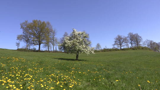 移动镜头草原牧场上的树及黄花