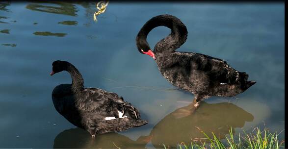 秋水中在扬州瘦西湖中清理羽毛的两只黑天鹅