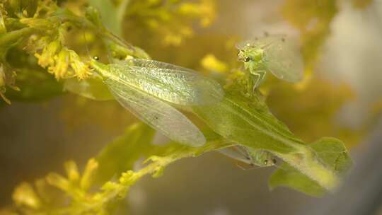 害虫病虫侵害蔬菜毛毛虫有机生态农药灭虫