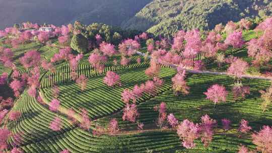 云南大理无量山樱花谷日出冬樱花和茶园航拍