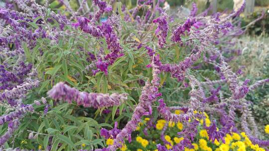 墨西哥紫绒鼠尾草