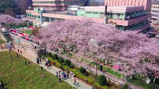 武汉春天长江边的晴川饭店樱花