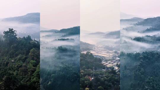 西双版纳勐海 山间工厂 云南茶山风光高清在线视频素材下载