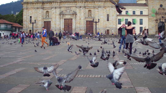 鸽子聚集在市中心的广场上视频素材模板下载
