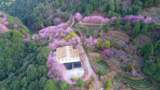 山林中被粉花环绕的房屋风景樱花