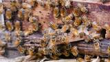 蜜蜂养殖高清在线视频素材下载