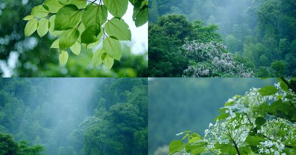 4k夏天夏至唯美绿植自然空镜风景视频素材高清在线视频素材下载