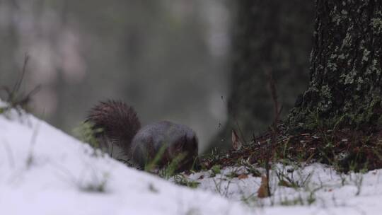 松鼠冬季森林大雪中觅食