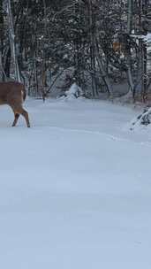 一只鹿正在树林里的雪地里行走