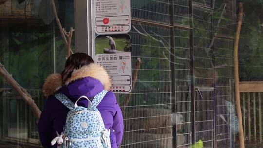 游客在动物园里参观动物互动