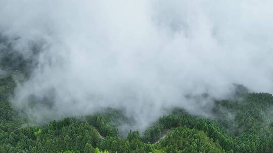 云雾缭绕森林群山顶乡村山川云海大自然振兴
