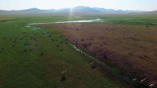 航拍内蒙古草原羊群奔跑万羊奔腾