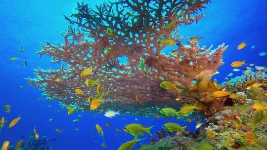 礁石珊瑚花园水下生物