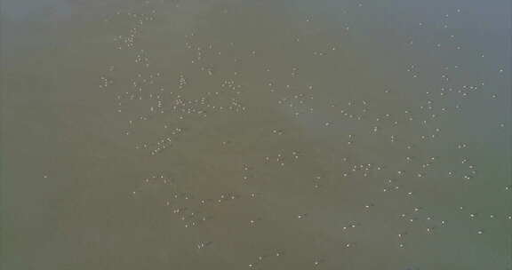 航拍水边的白色的鸟群