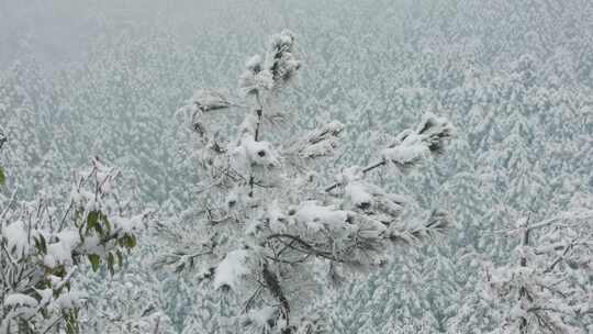 雪覆盖的松林景象：傲雪枝头