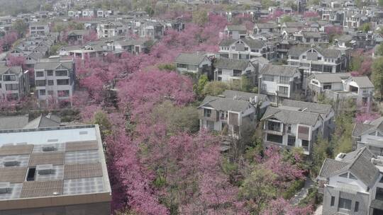 樱花云南武汉大理地产素材航拍D-log