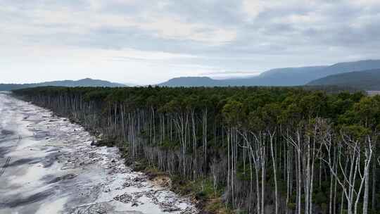 新西兰海边蕨类树航拍森林
