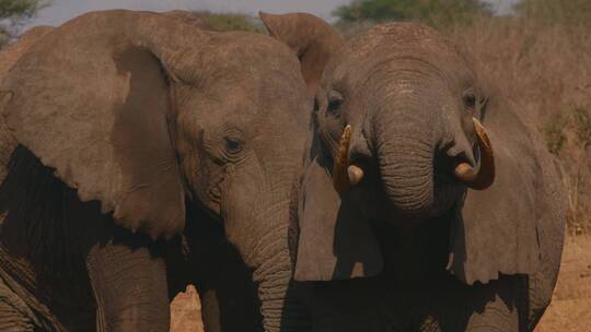 两只非洲象在嬉戏打闹视频素材模板下载