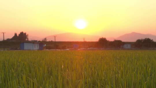 傍晚黄昏夕阳下的水稻田野