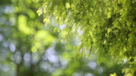 4K夏日植物唯美空镜合集