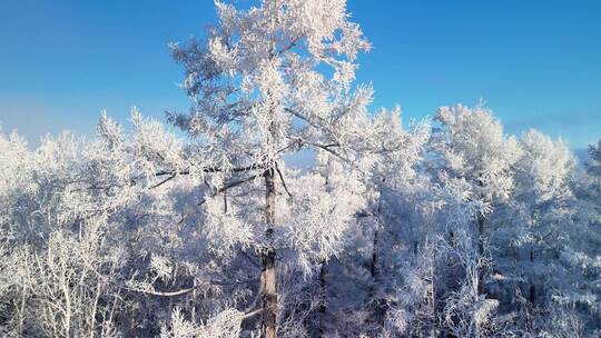 积雪覆盖的树林景观