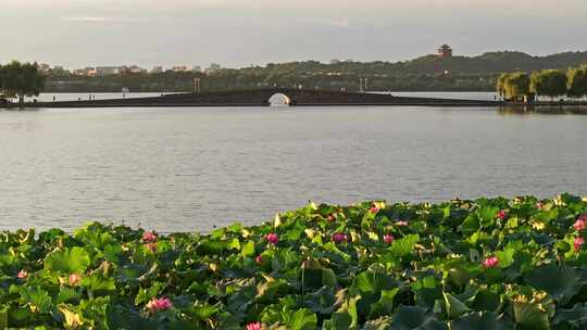 西湖夏季荷花美景