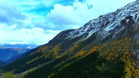 雪山下多彩树林的壮丽景观