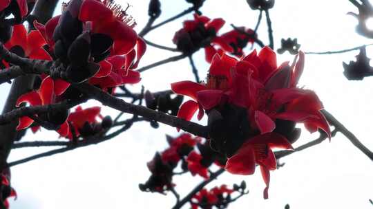 盛开的红色木棉花特写